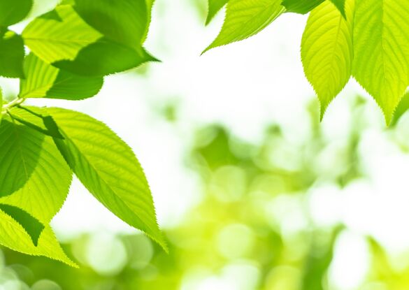 AdobeStock_265778340